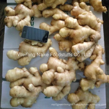 2016 Healthy Food Organic Fresh Ginger